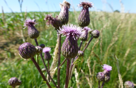 Acker-Kratzdistel (Cirsium arvense) - © Philipp Sengl